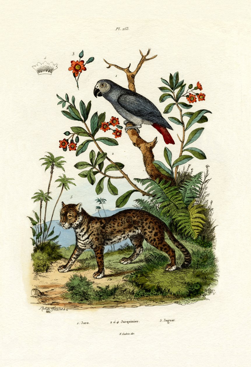 Afrika Gri Papağanı, 1833-39 by French School