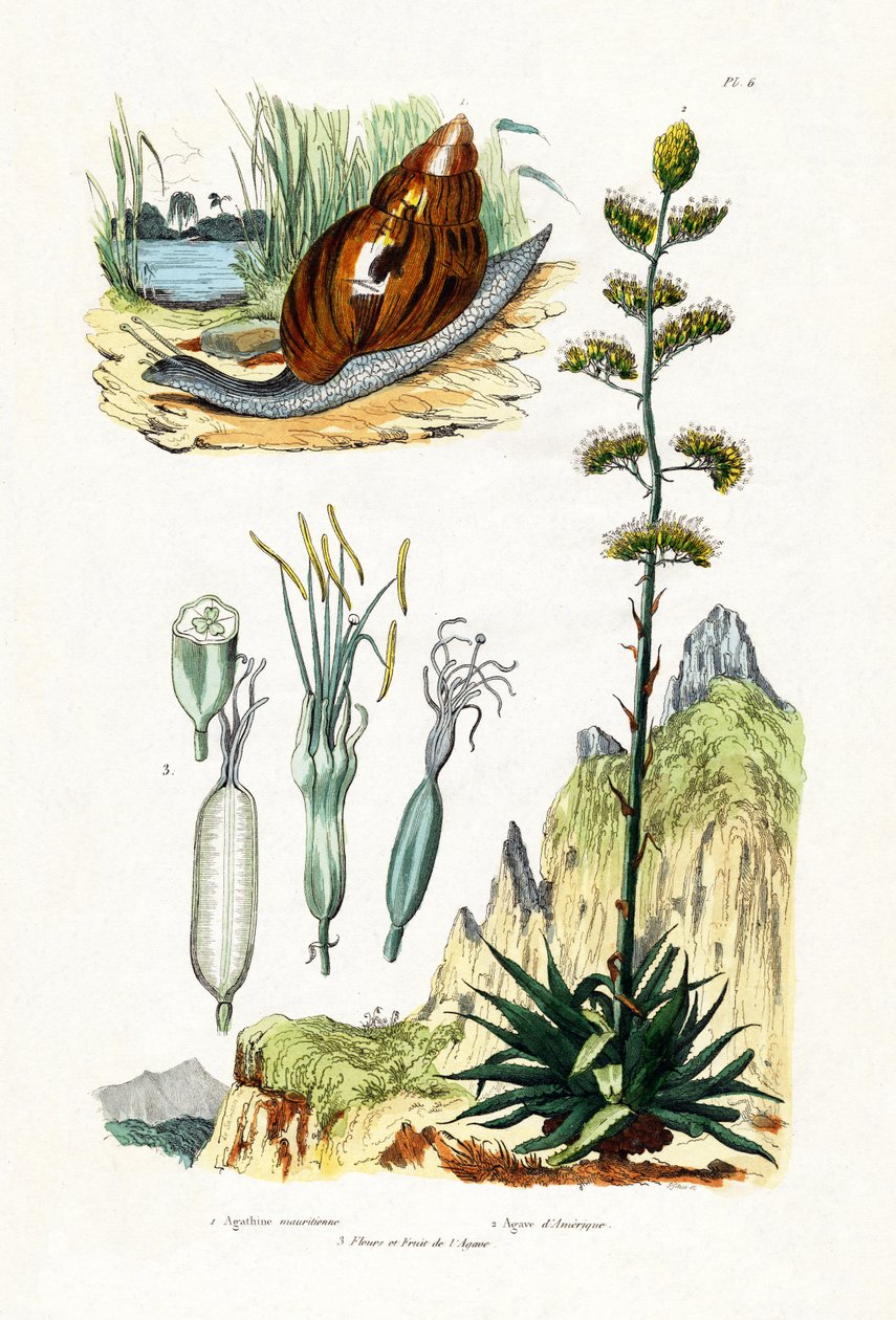 Akik Salyangoz, 1833-39 by French School