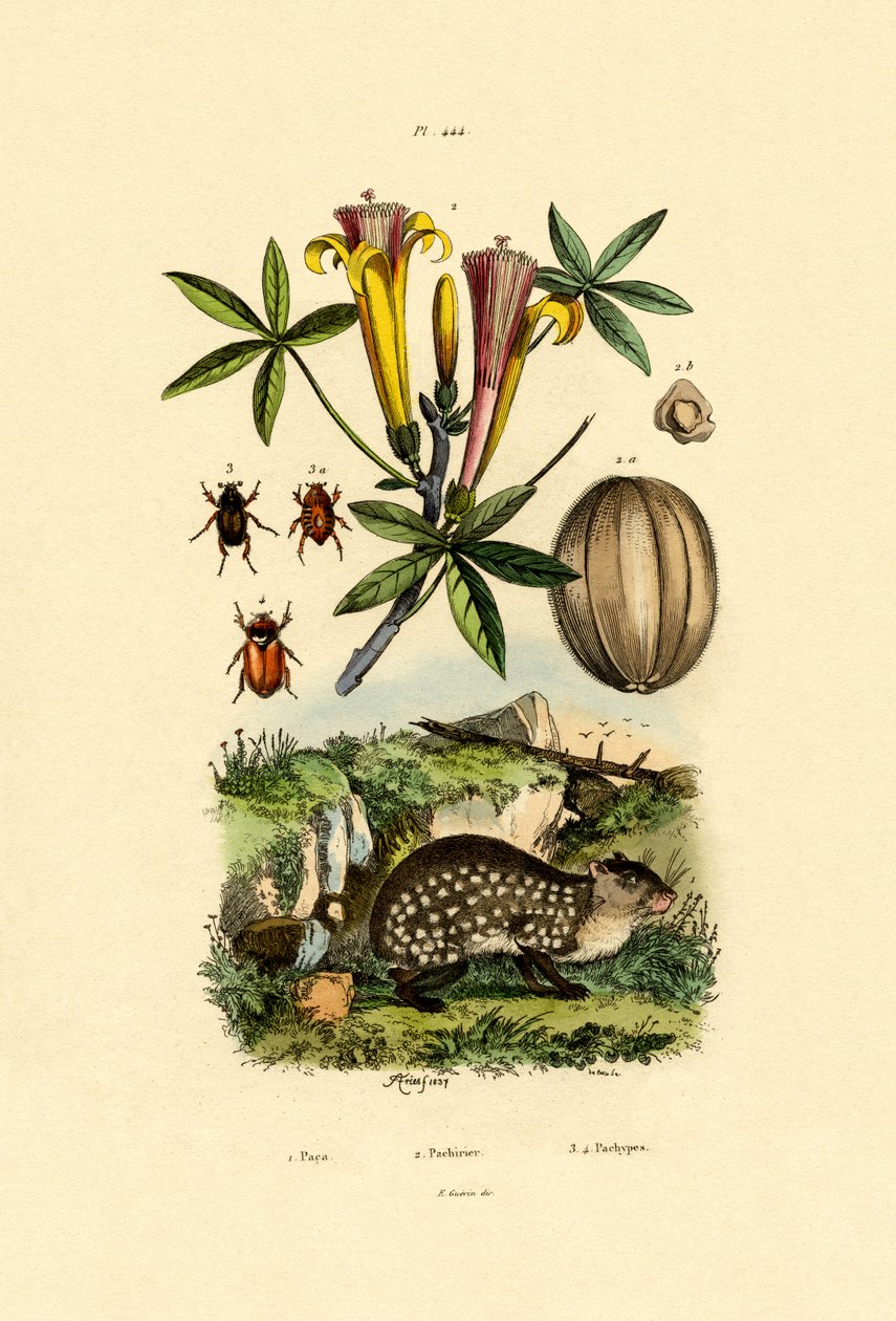 Agouti, 1833-39 by French School