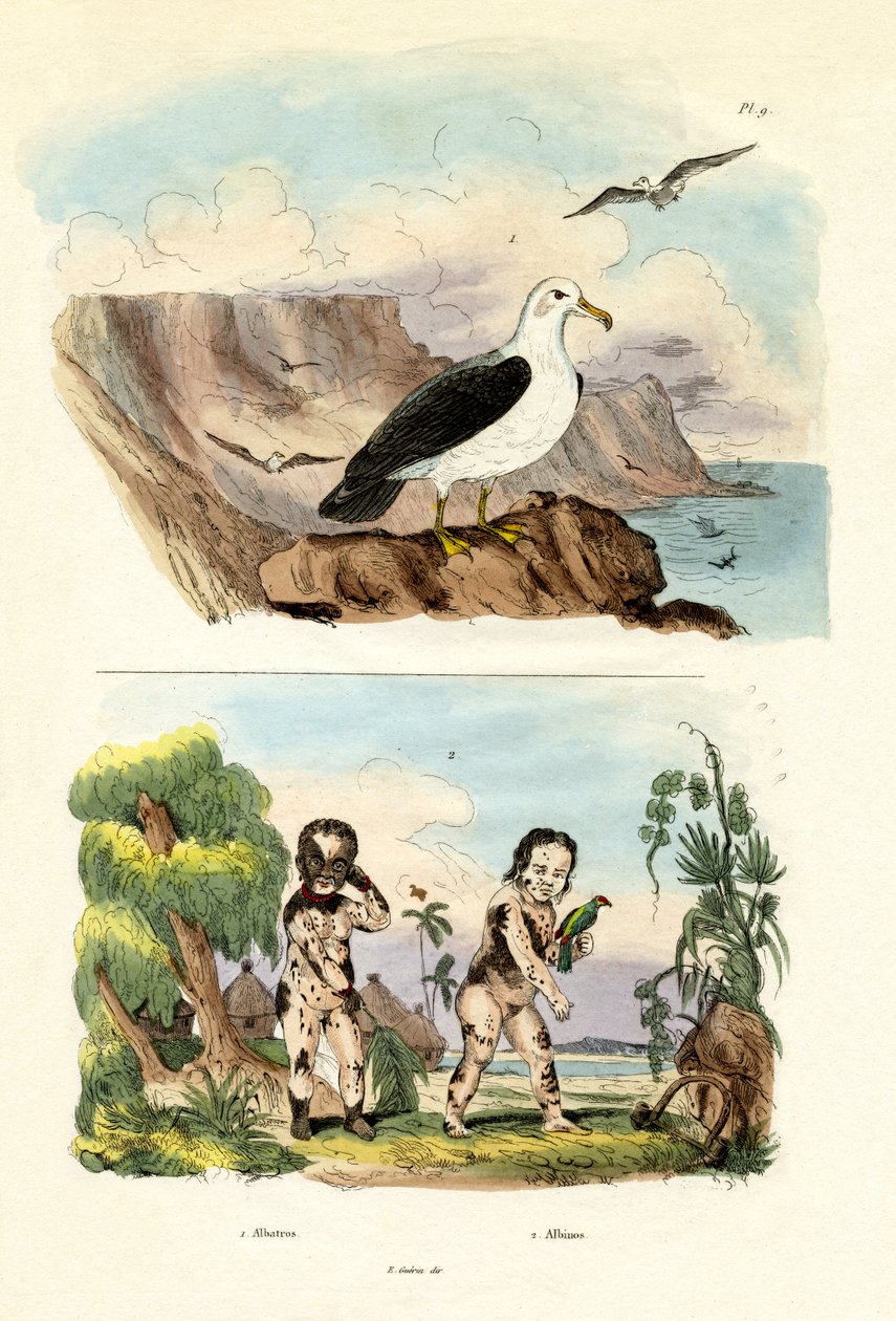 Albatros, 1833-39 by French School