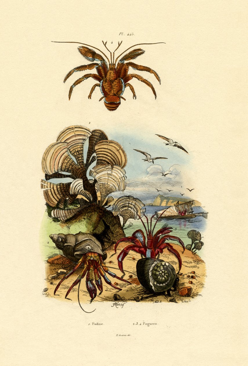 Alga, 1833-39 by French School