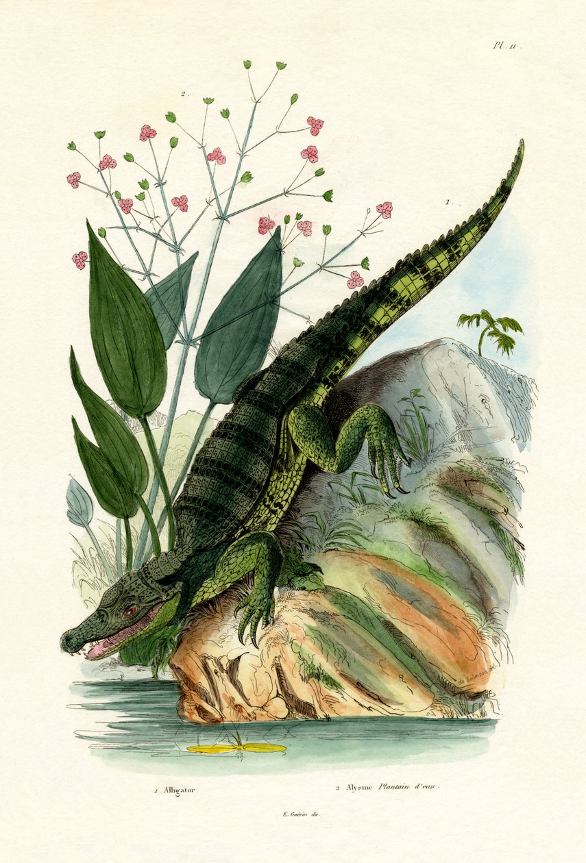 Timsah, 1833-39 by French School