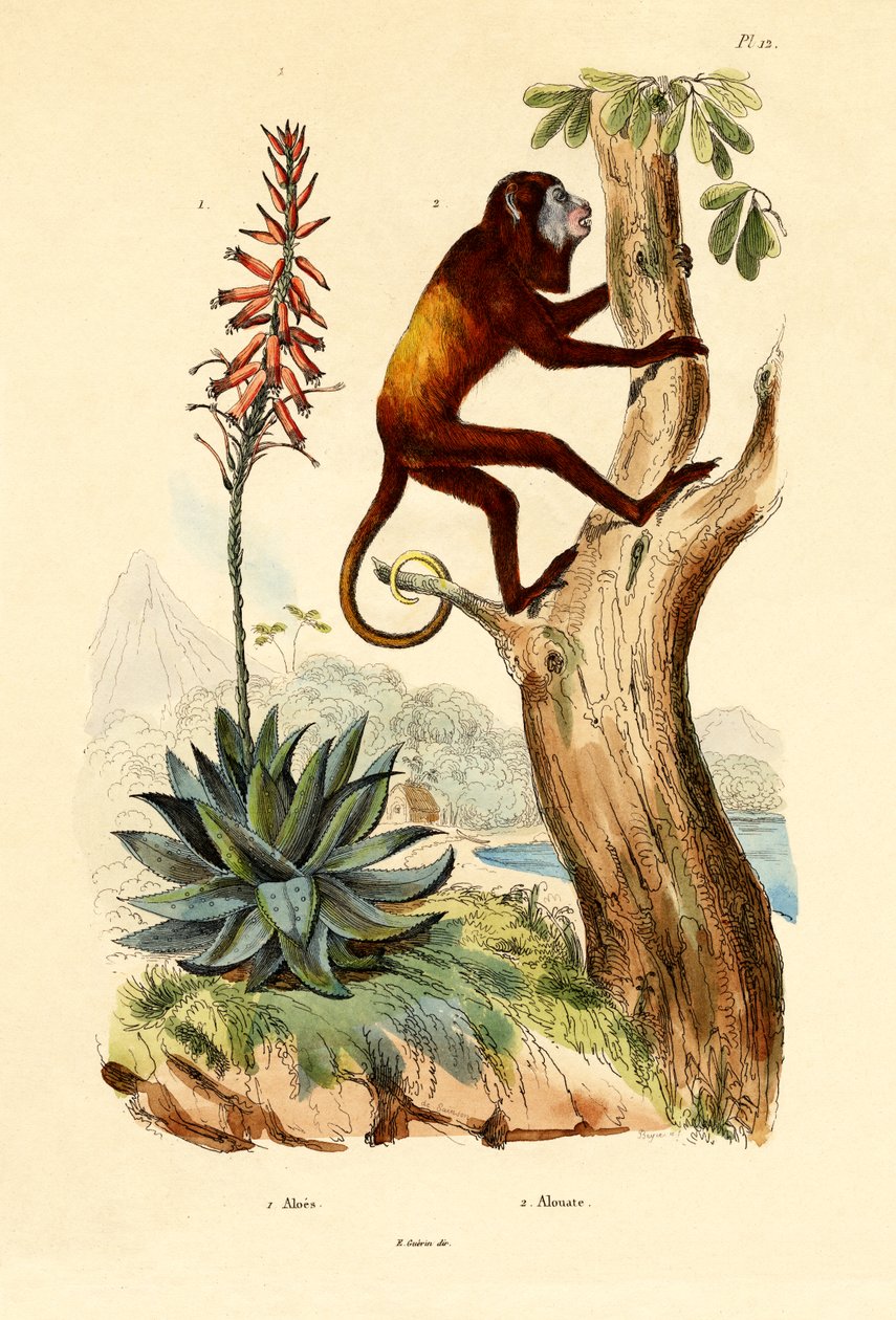 Aloe vera, 1833-39 by French School