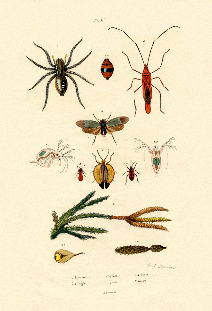 Alp Clubmoss, 1833-39 by French School