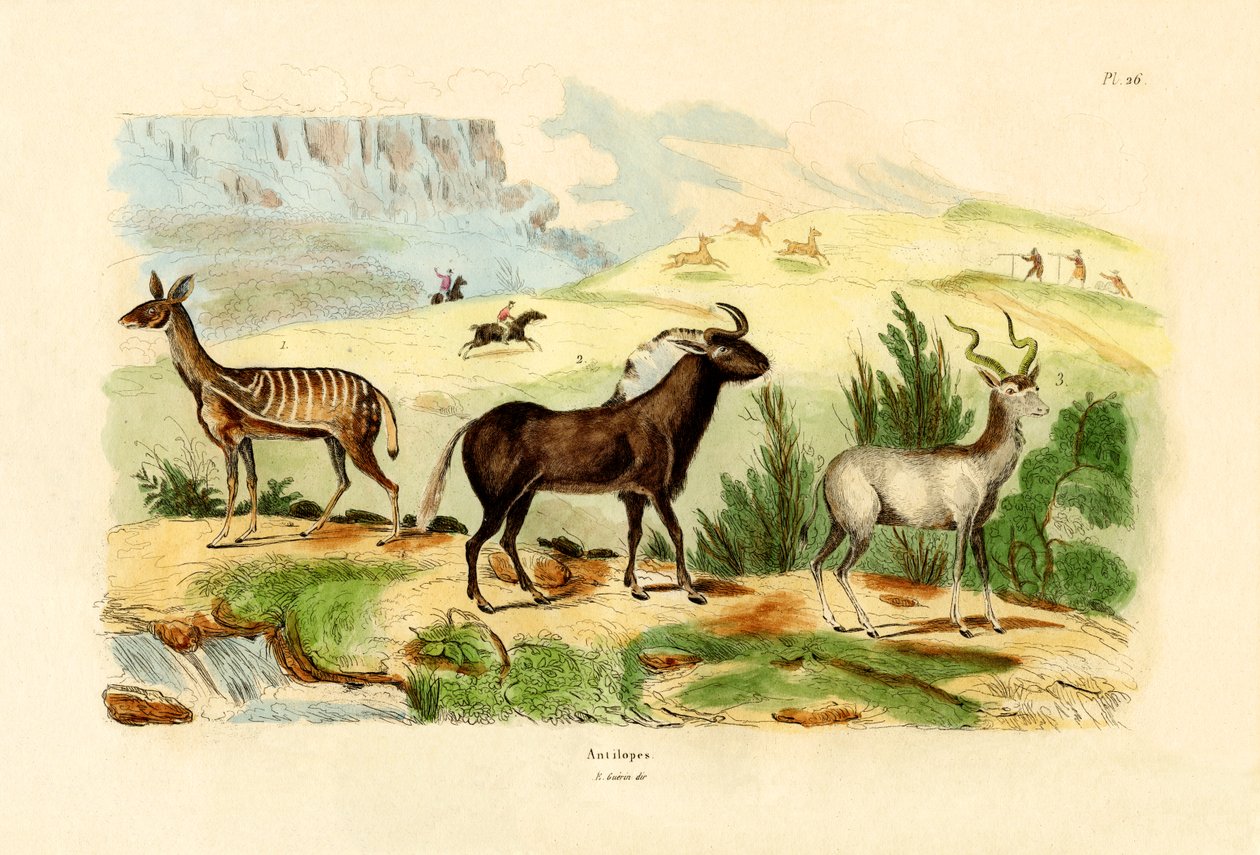 Antiloplar, 1833-39 by French School