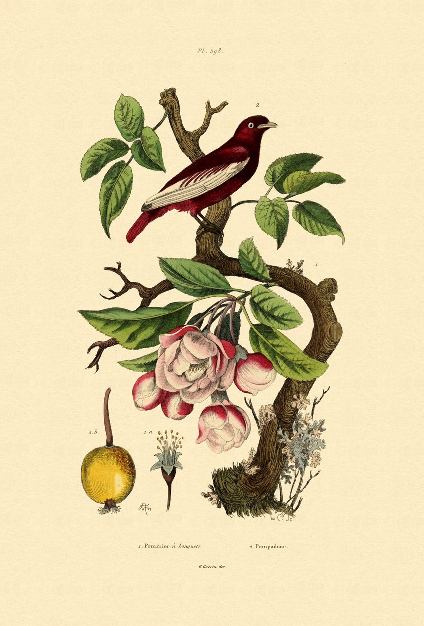 Elma, 1833-39 by French School