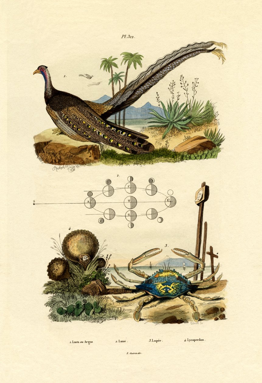 Argus Sülün, 1833-39 by French School