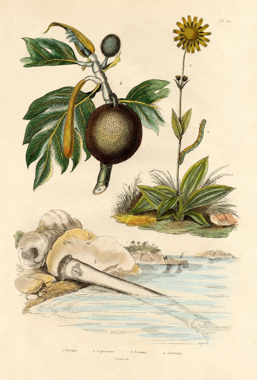 Arnika, 1833-39 by French School