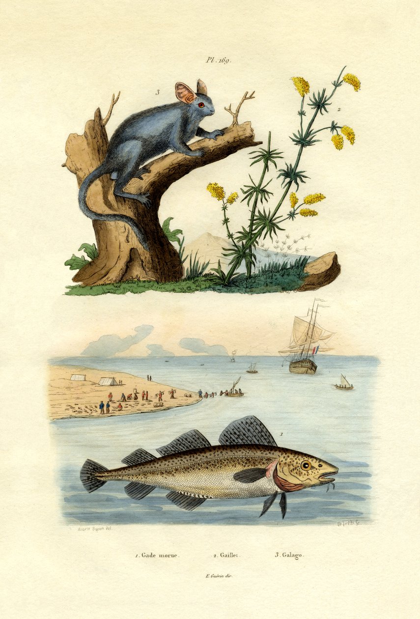 Atlantik Morina, 1833-39 by French School