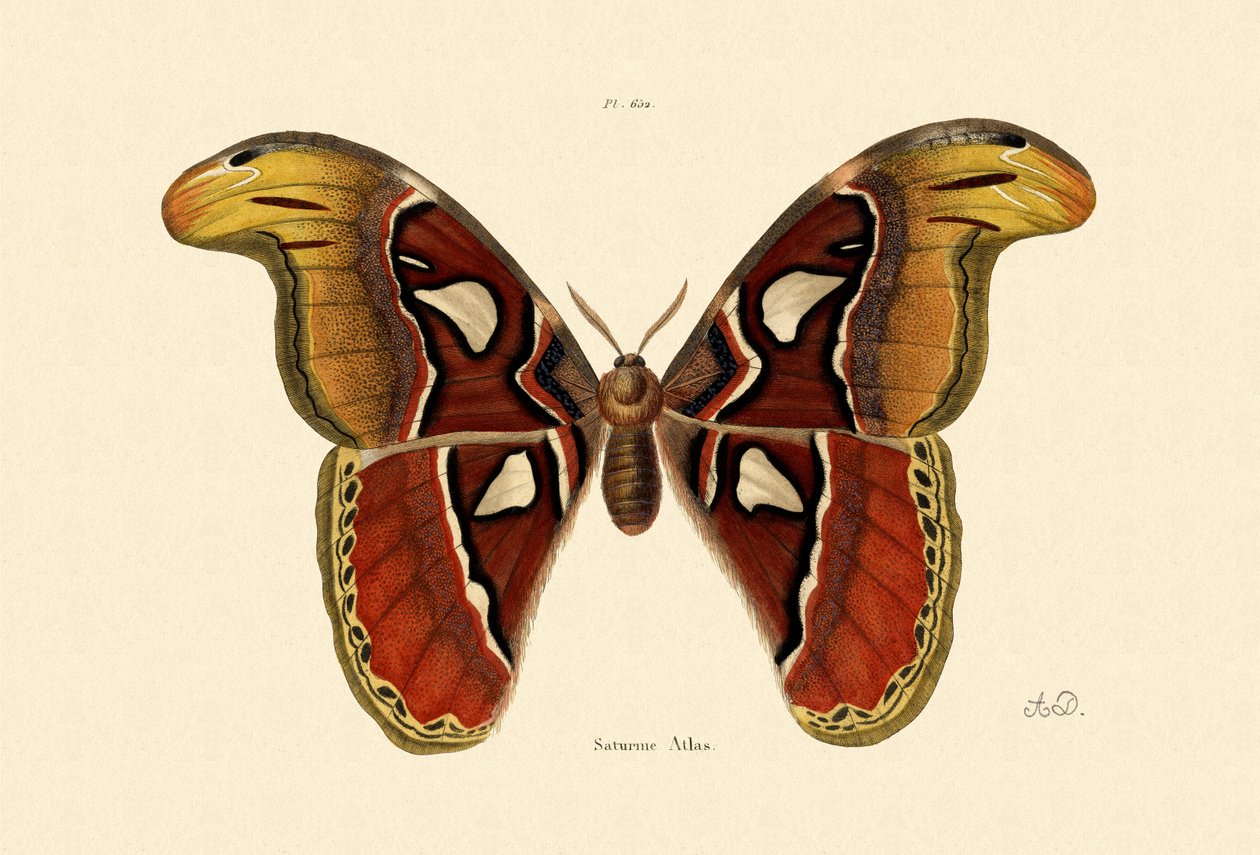 Atlas Güvesi, 1833-39 by French School