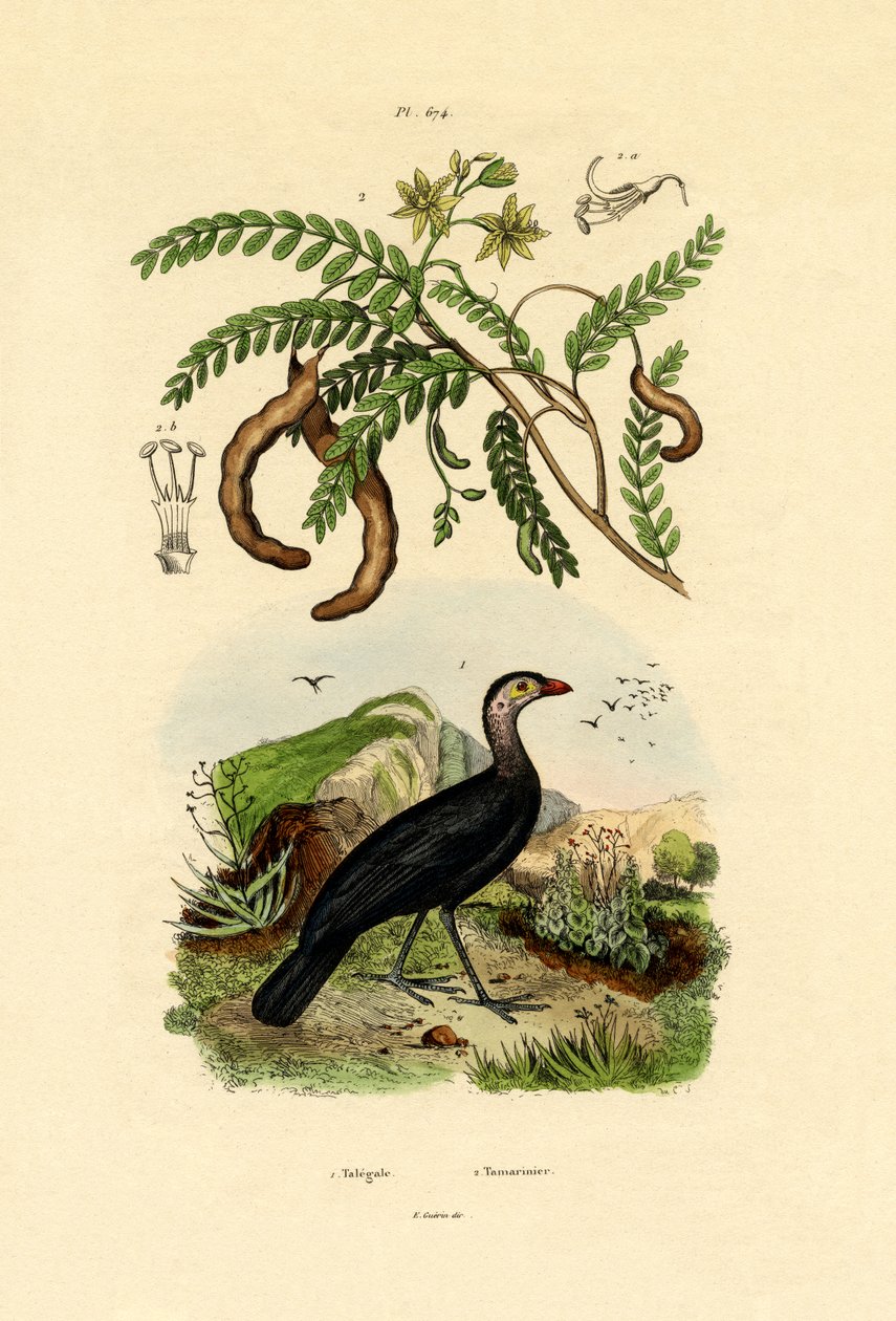 Avustralya Bush Türkiye, 1833-39 by French School