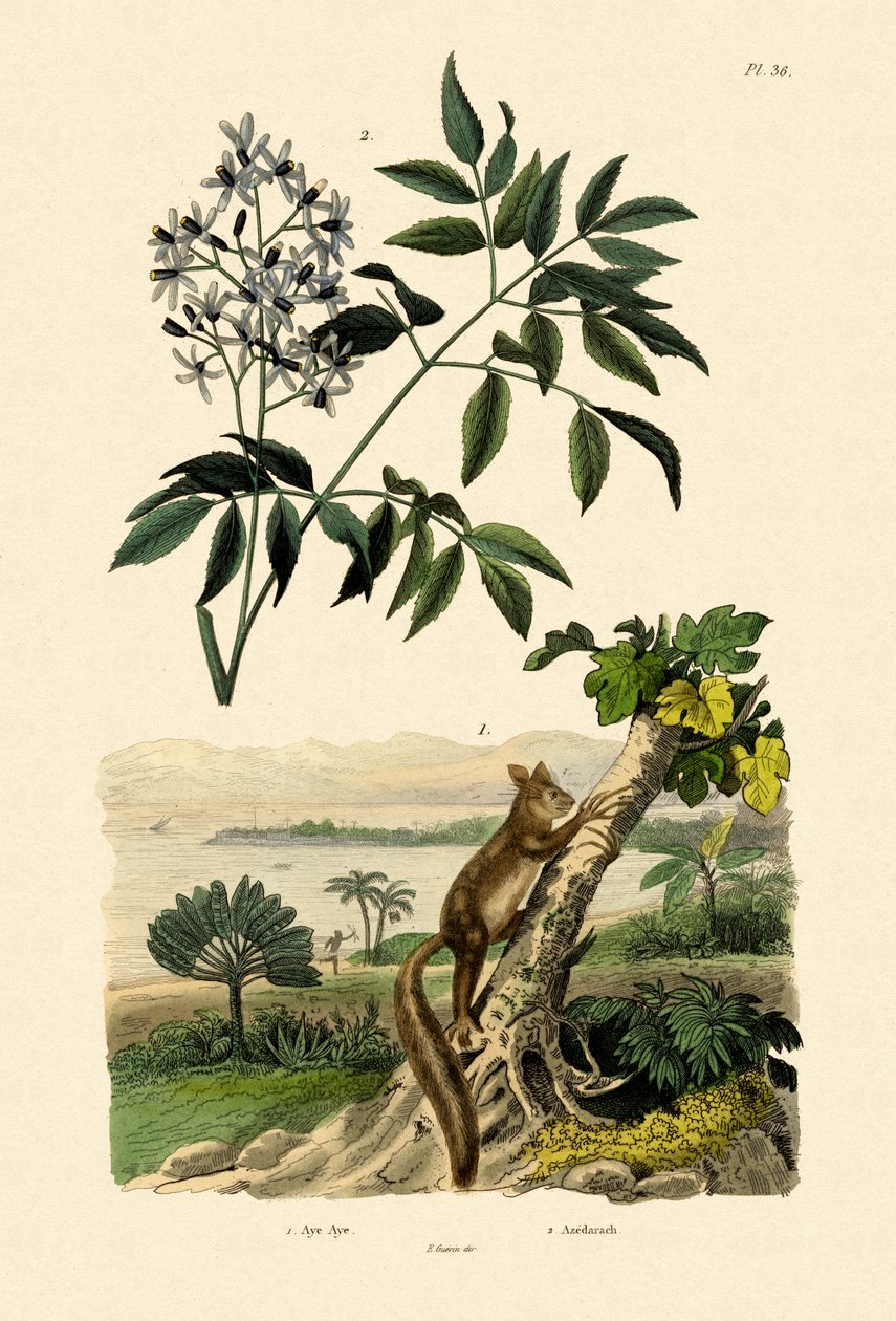 A-A, 1833-39 by French School