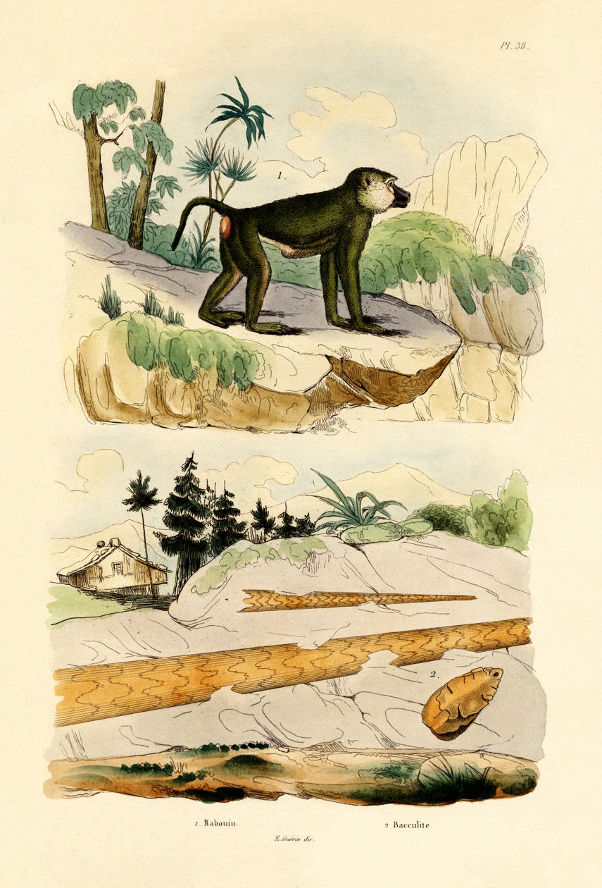 Babun, 1833-39 by French School