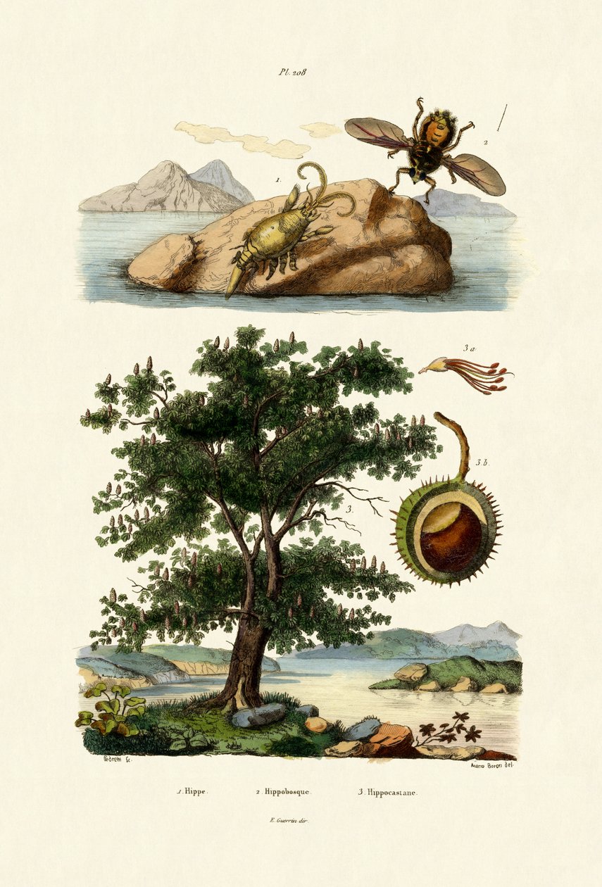 Yem Böceği, 1833-39 by French School