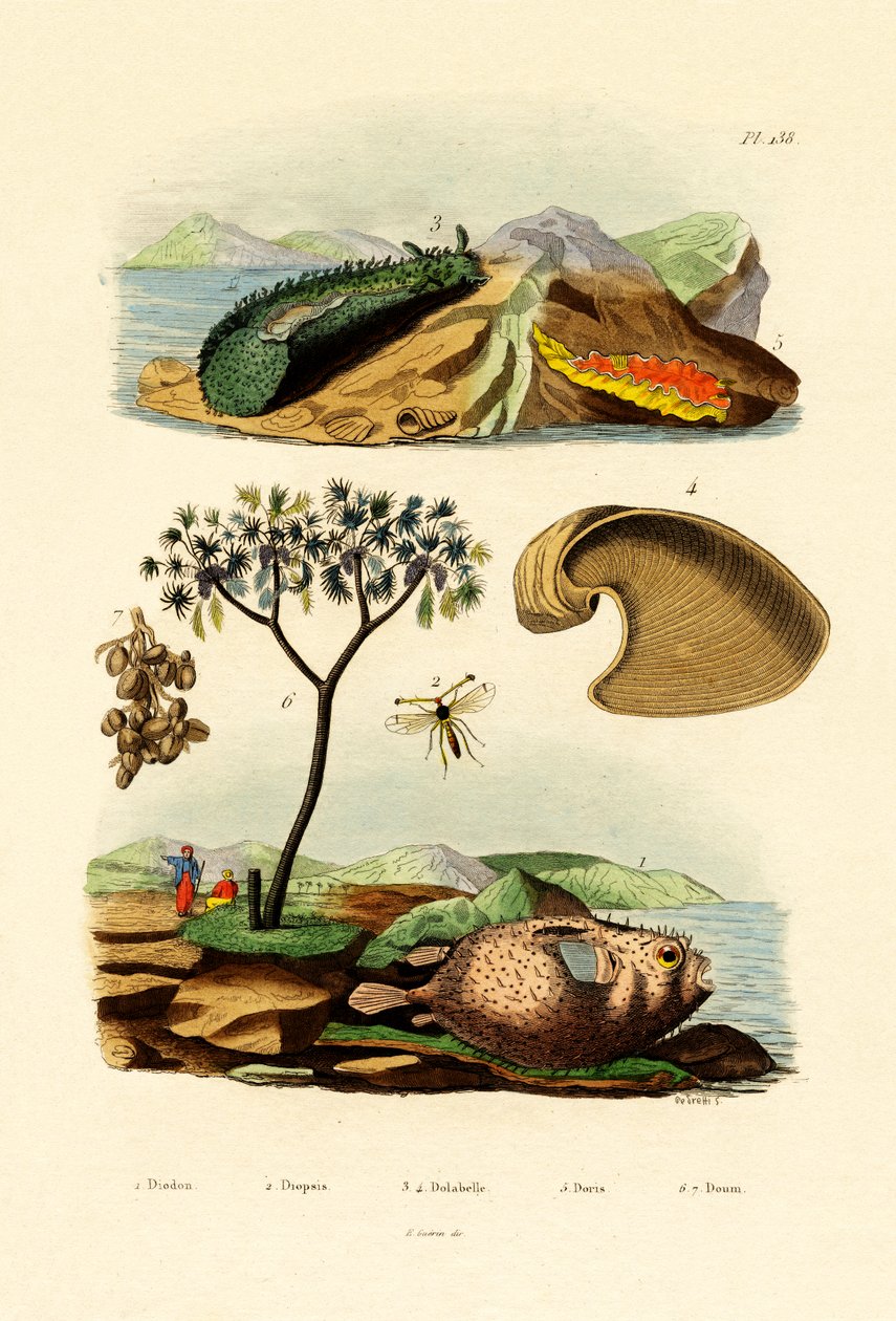 Balon Balığı, 1833-39 by French School