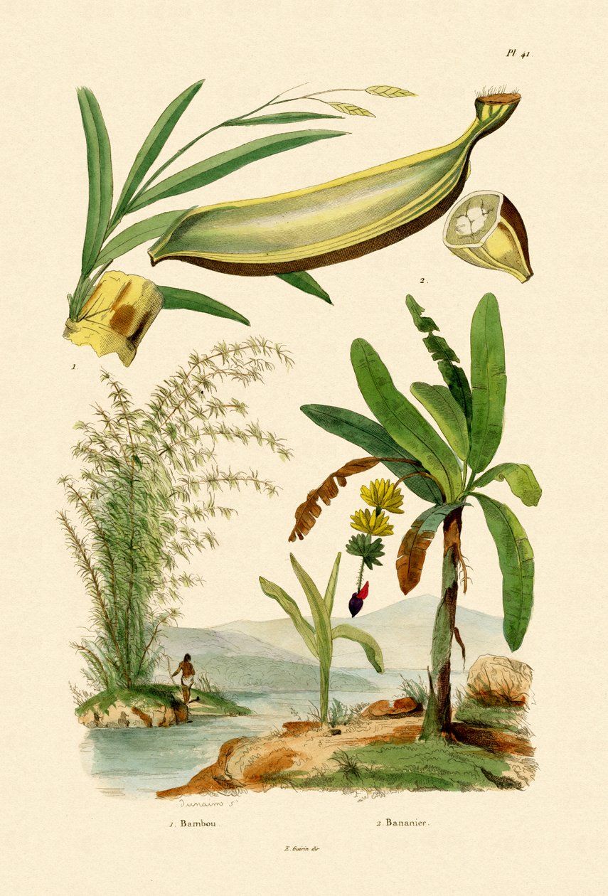 Bambu, 1833-39 by French School