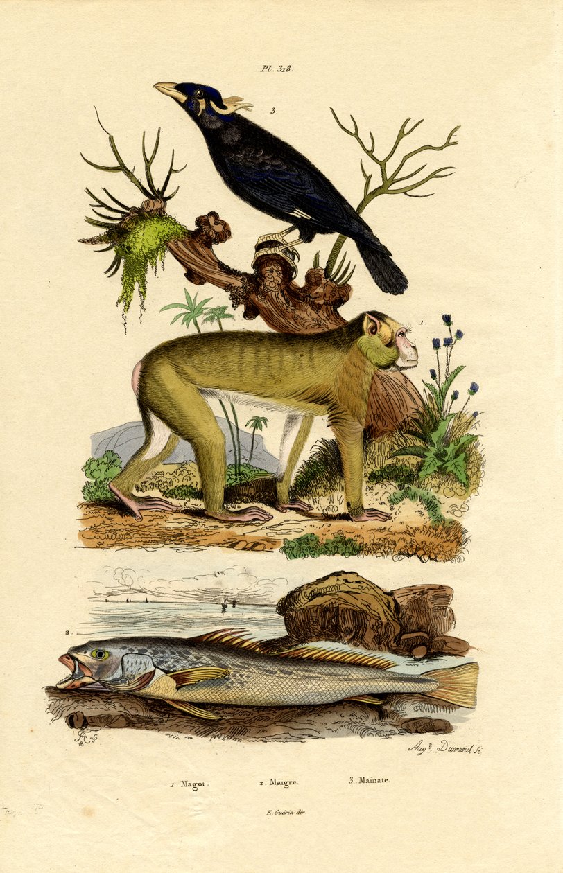 Berberi Maymun, 1833-39 by French School