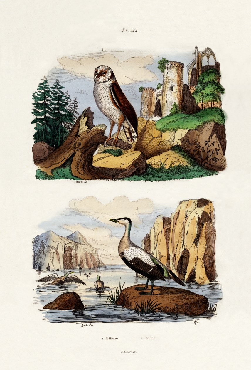 Peçeli Baykuş, 1833-39 by French School