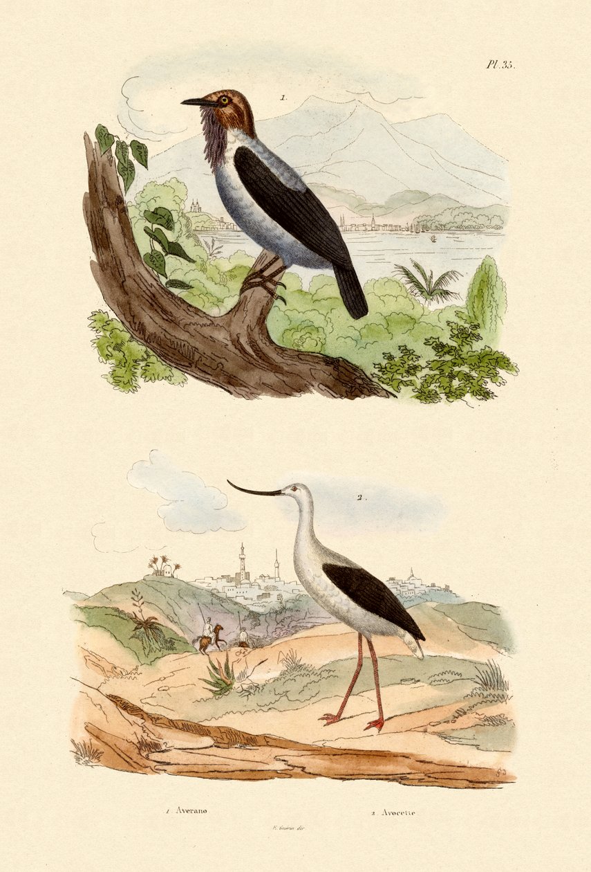 Sakallı Çan Kuşu, 1833-39 by French School