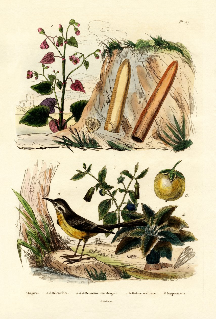 Begonya, 1833-39 by French School