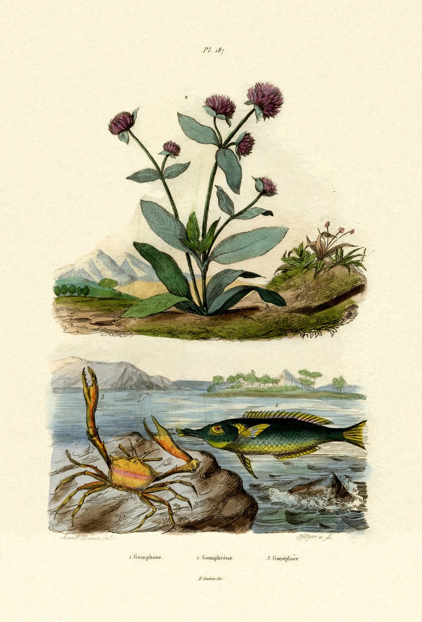 Kuş Wrasse, 1833-39 by French School