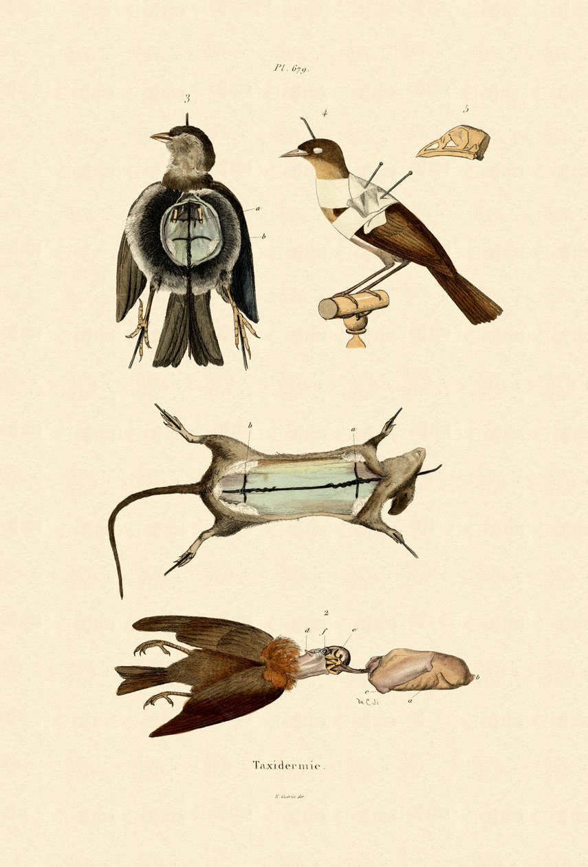 Kuşlar, 1833-39 by French School