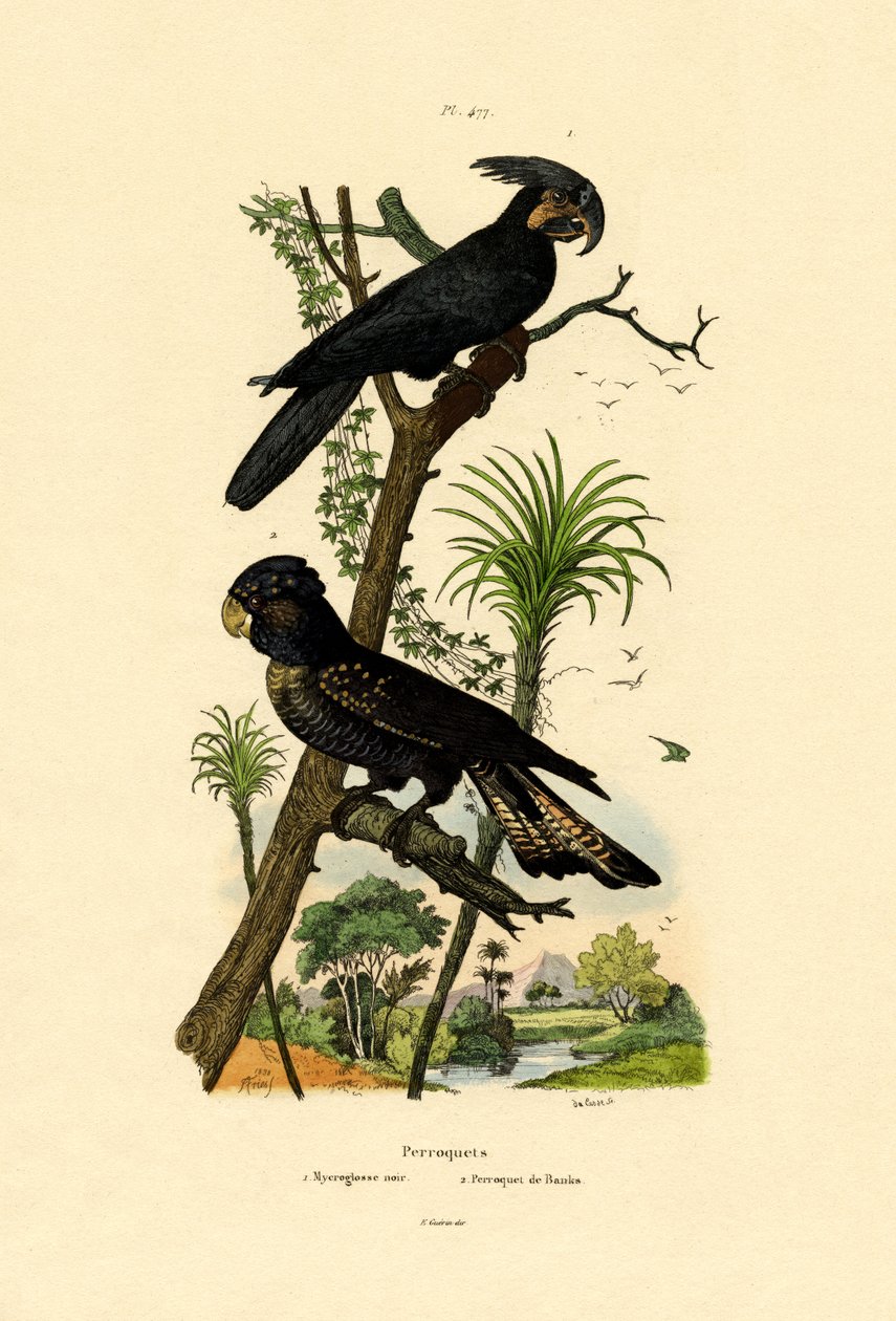 Kara Palmiye Kakadu, 1833-39 by French School
