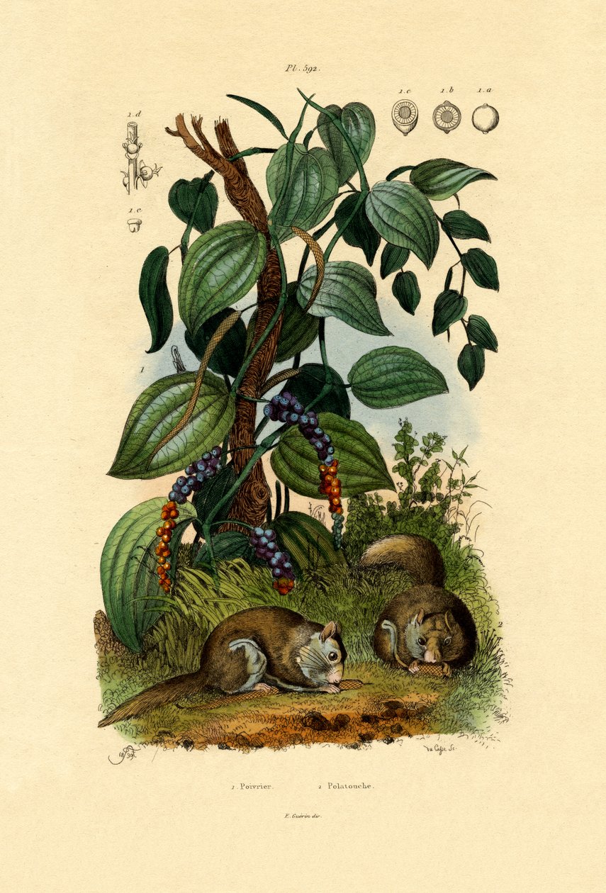 Karabiber, 1833-39 by French School