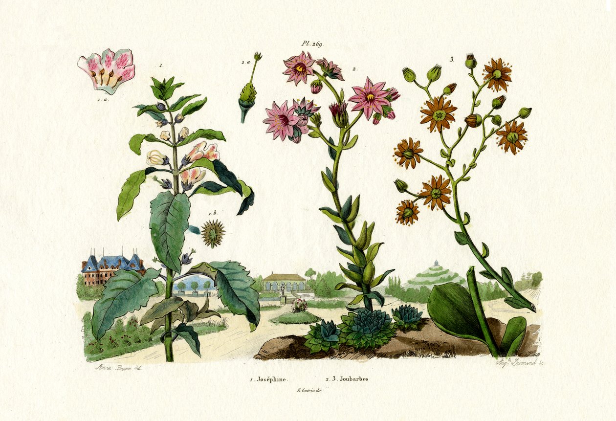 Kan Taşları, 1833-39 by French School