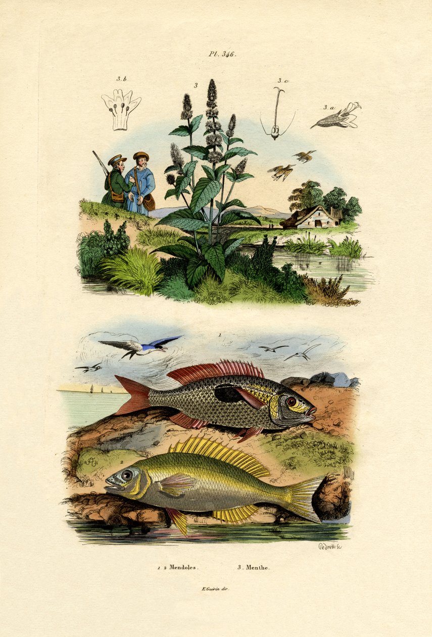 Lekeli pikareller, 1833-39 by French School