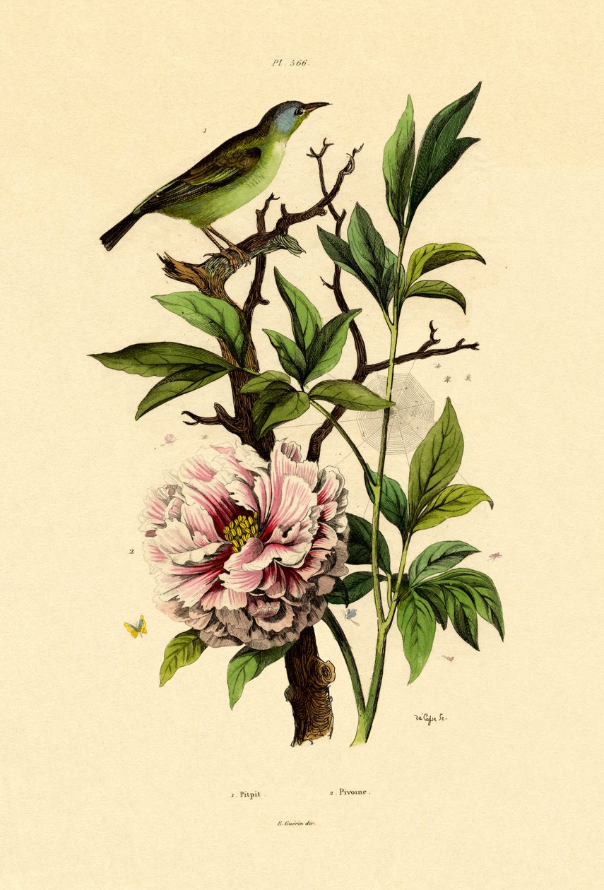 Mavi Dacnis, 1833-39 by French School