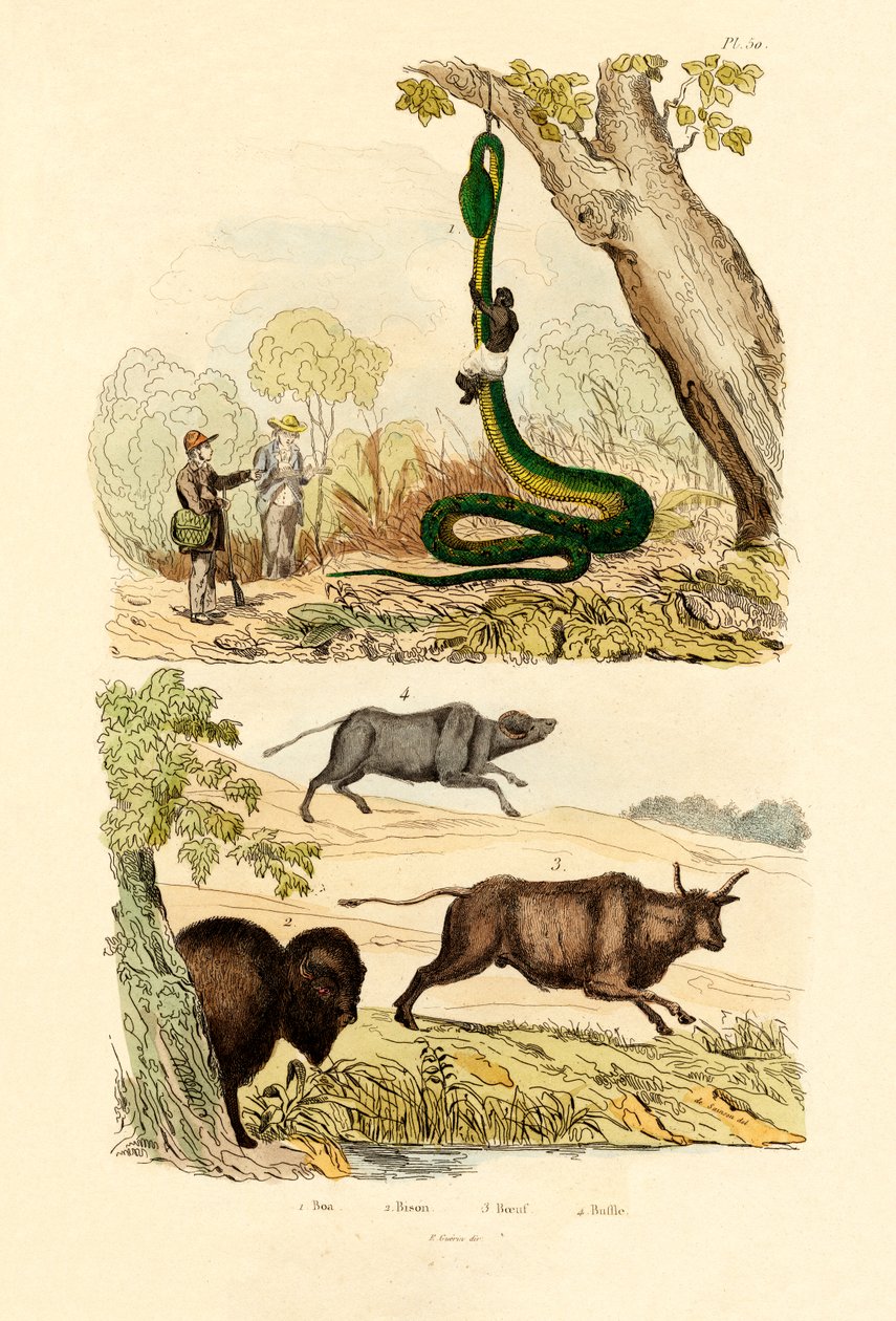 iyi, 1833-39 by French School