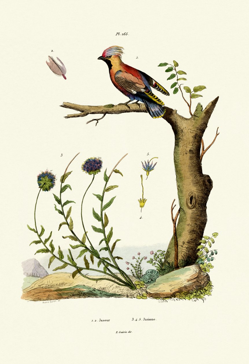 Bohem Ağda Kanadı, 1833-39 by French School