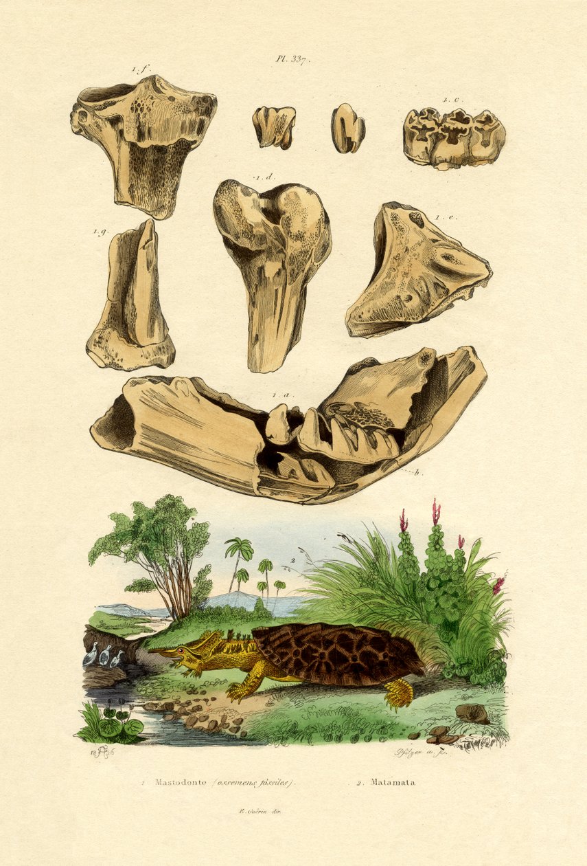 Kemik Fosilleri, 1833-39 by French School