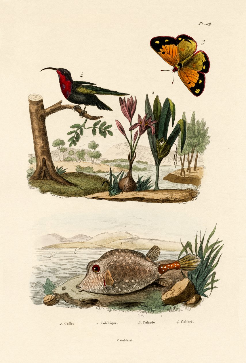 Kutu Balığı, 1833-39 by French School
