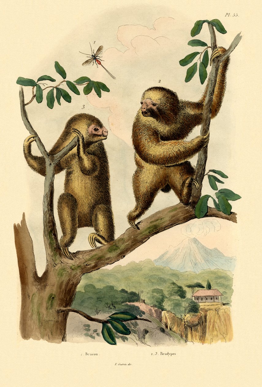 Braconid Yaban Arısı, 1833-39 by French School