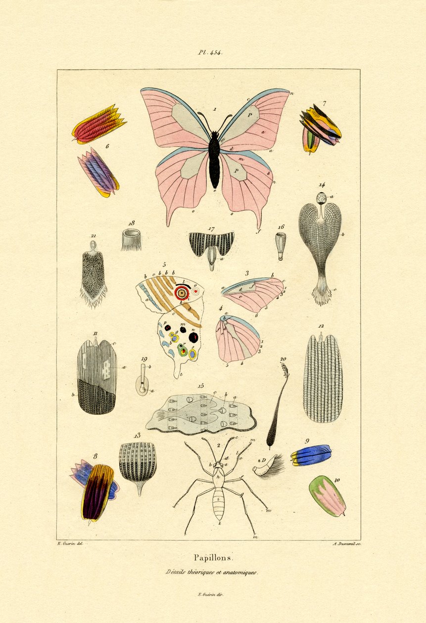Kelebekler, 1833-39 by French School