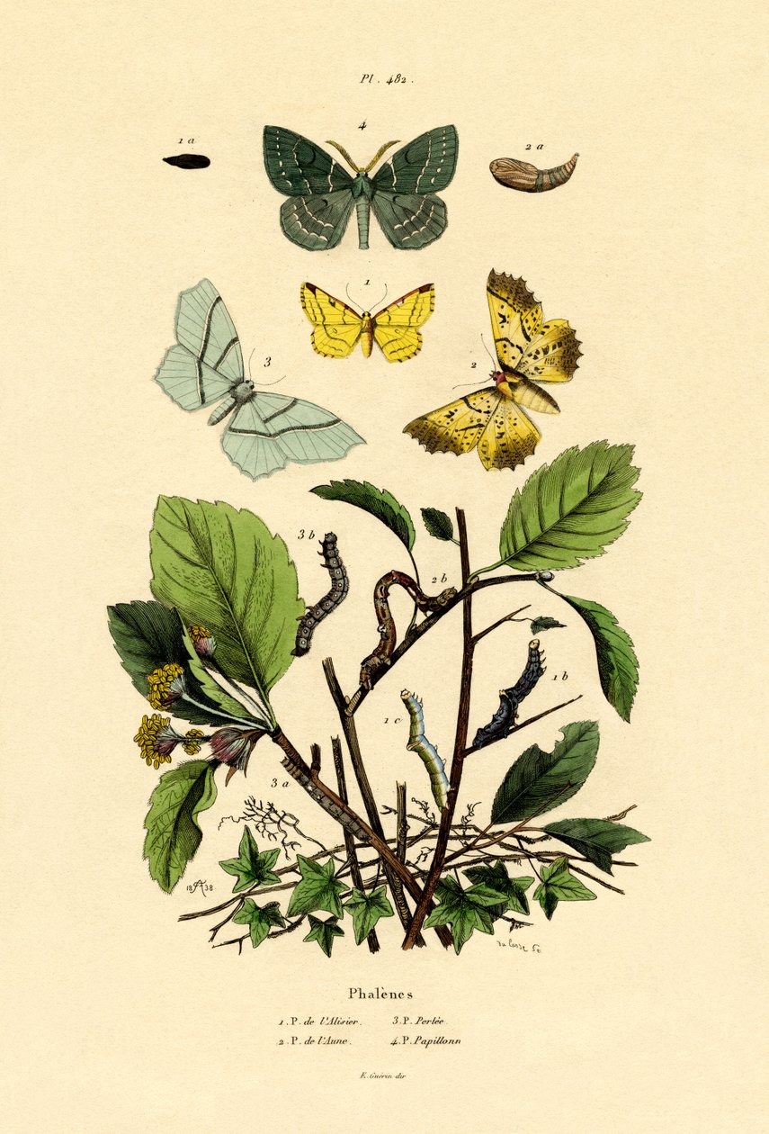 Kelebekler, 1833-39 by French School