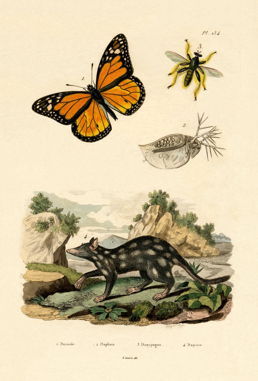 Kelebek, 1833-39 by French School