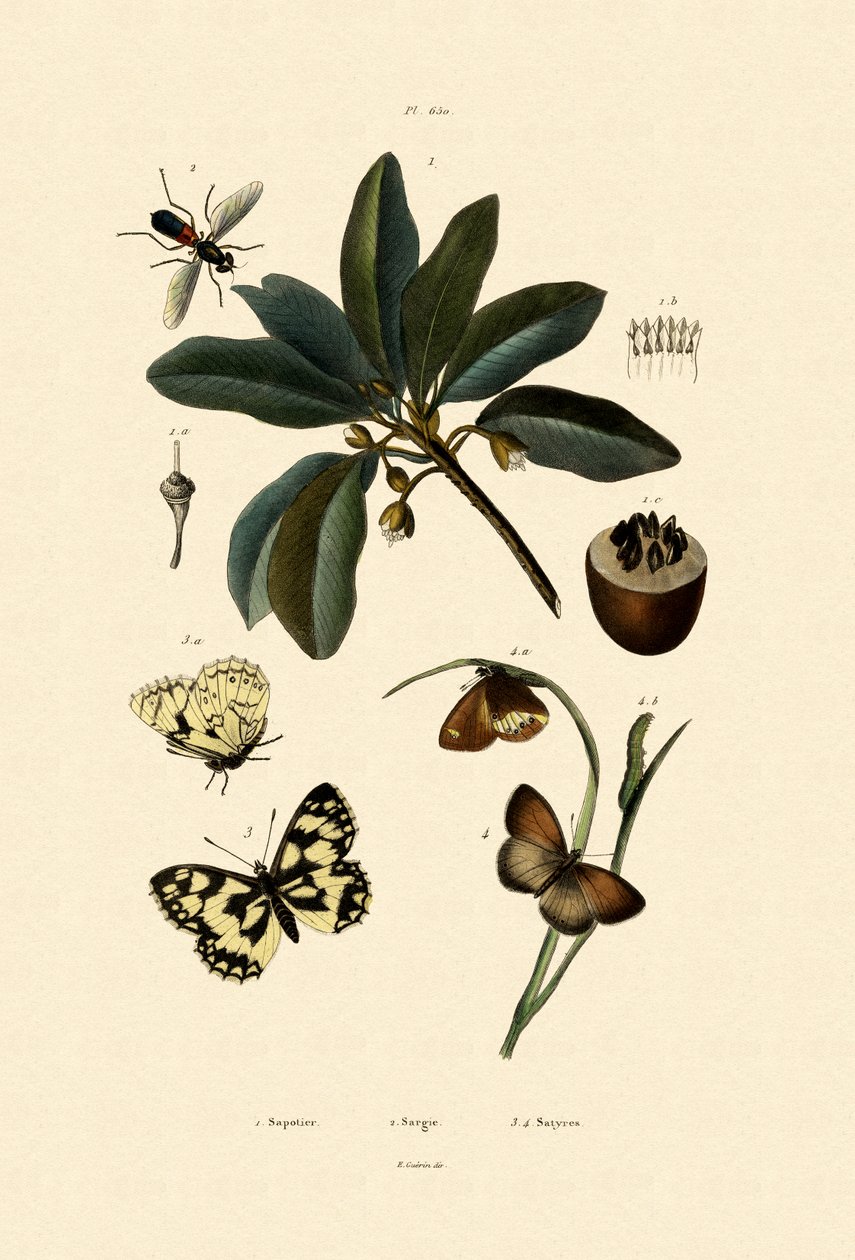Kelebek, 1833-39 by French School