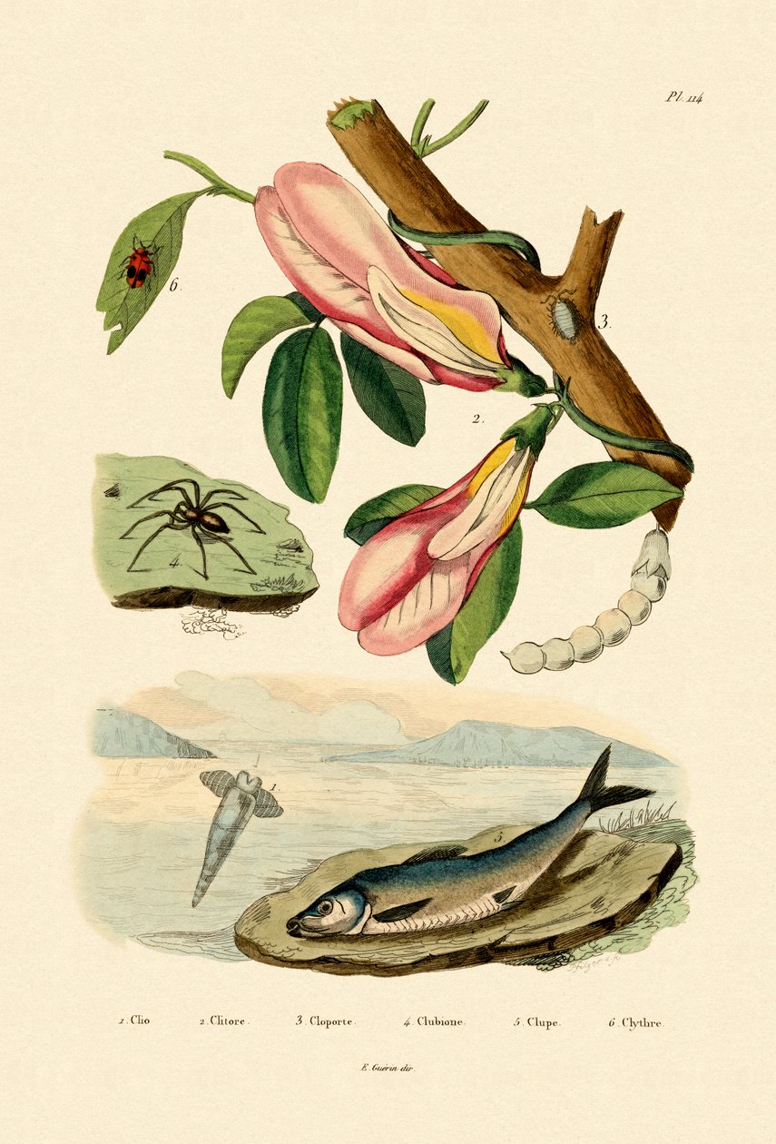 Kelebek Bezelye, 1833-39 by French School
