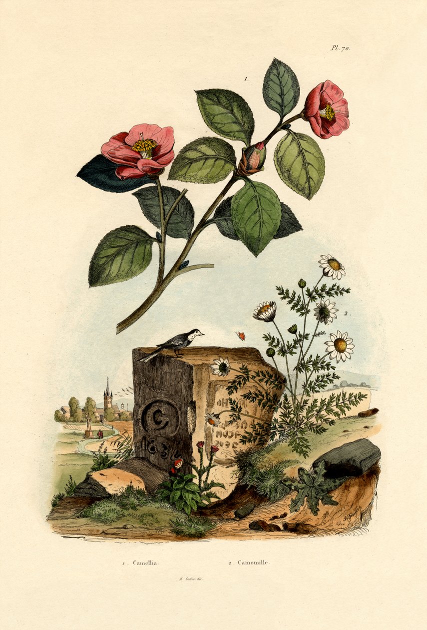 Kamelya, 1833-39 by French School
