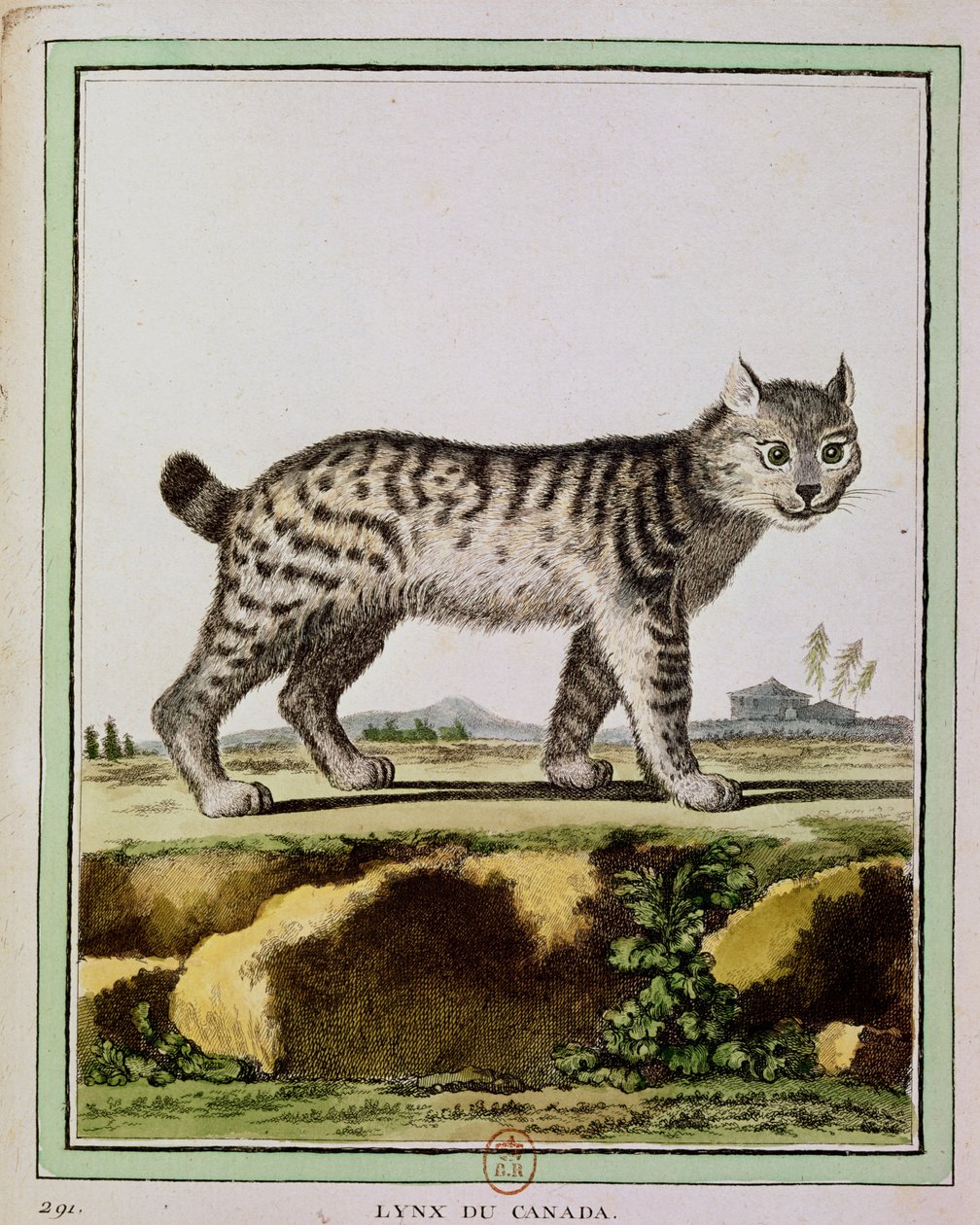 Kanada Vaşak (Lynx Canadensis) by French School