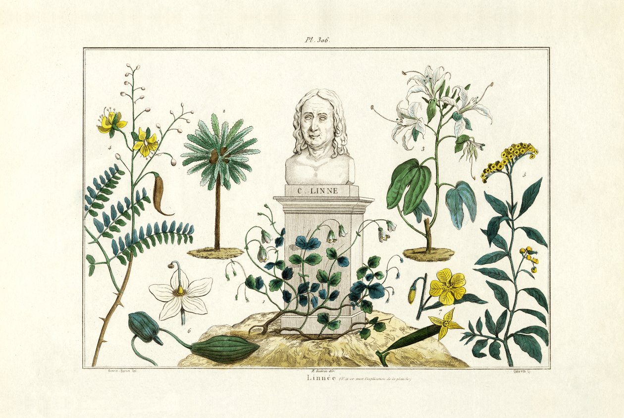 Carl von Linnée, 1833-39 by French School
