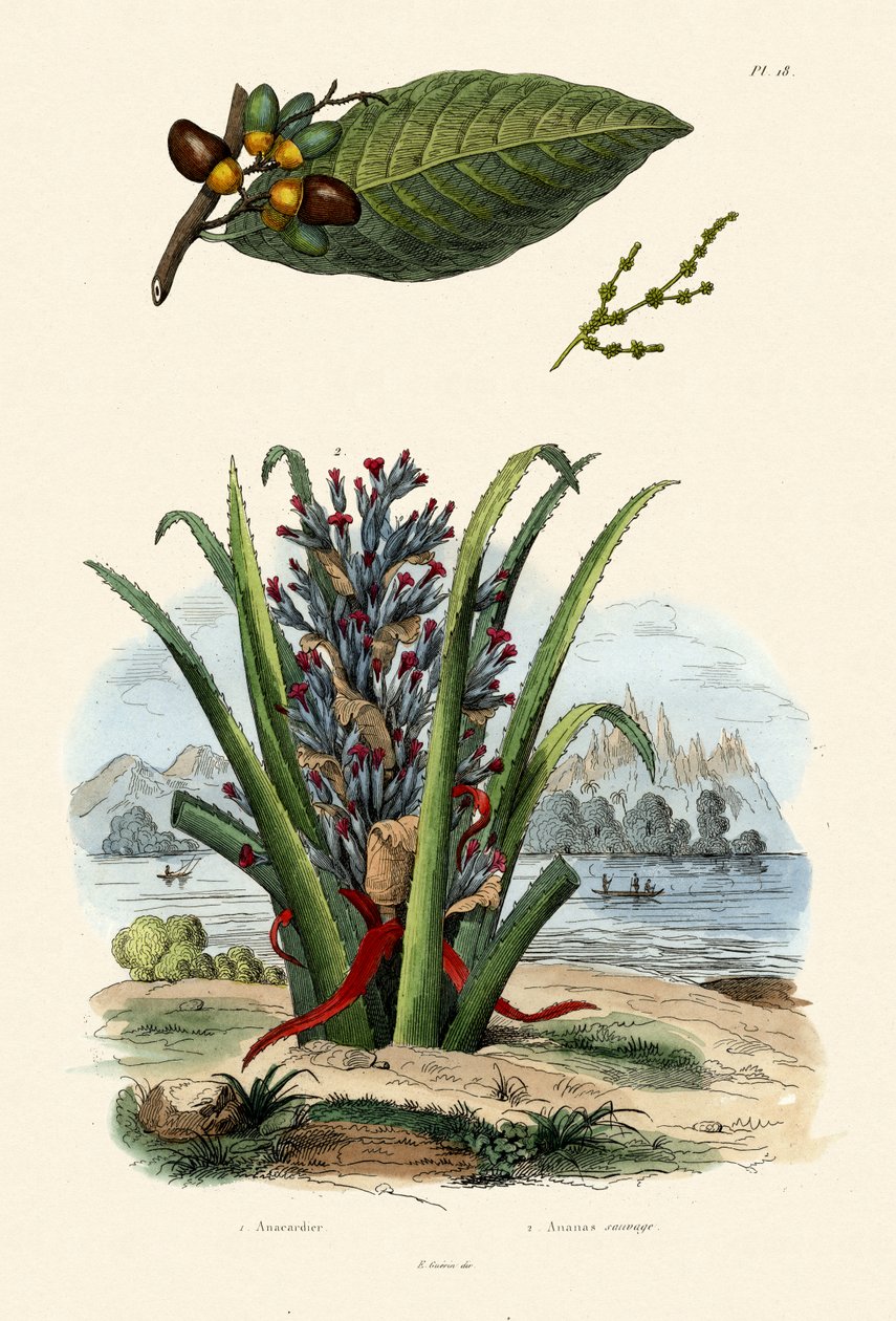 Kaju Ağacı, 1833-39 by French School