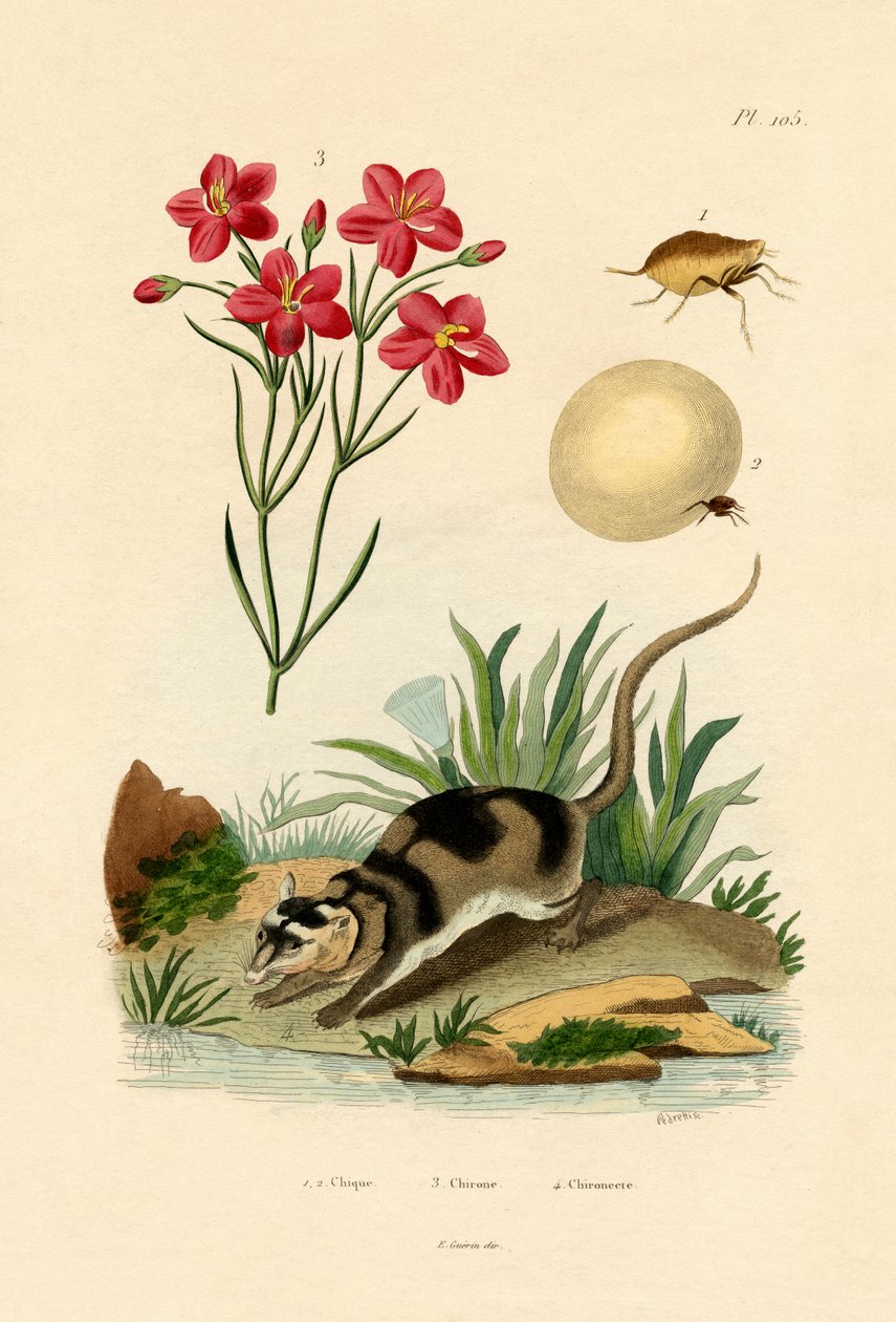 Chigger, 1833-39 by French School