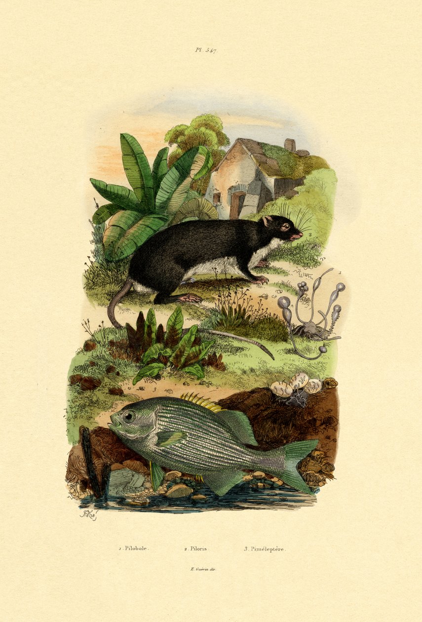 kefal, 1833-39 by French School
