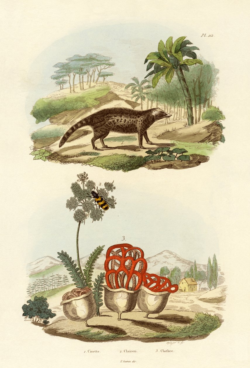 Misk kedisi, 1833-39 by French School