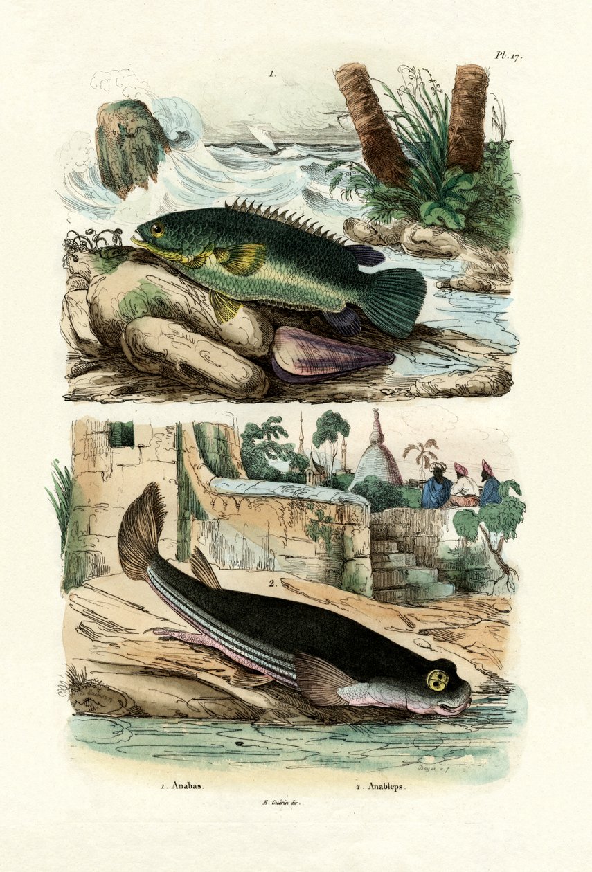 Tırmanma Levrek, 1833-39 by French School