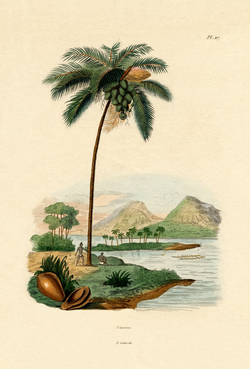 Hindistan Cevizi Palmiyesi, 1833-39 by French School
